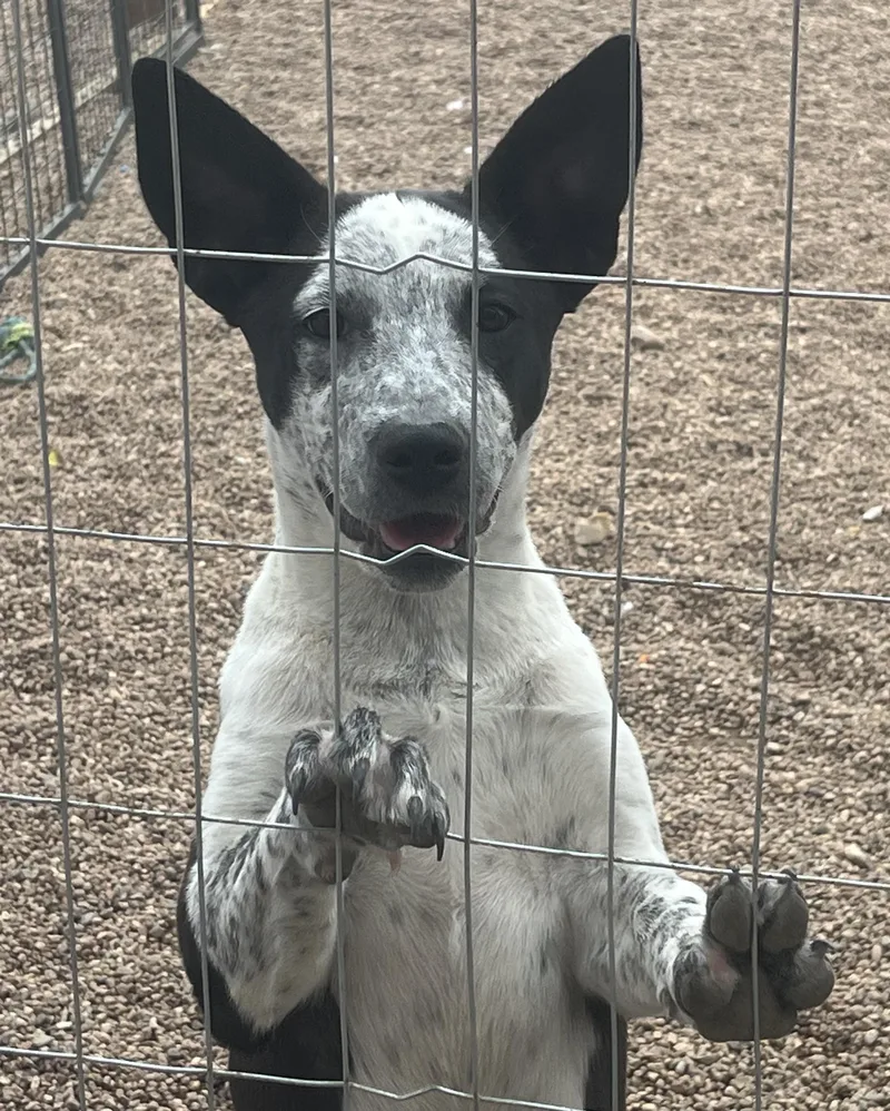 A baby medium-sized female Black Australian Cattle Dog / Blue Heeler dog named Tina for adoption in Longmont, CO