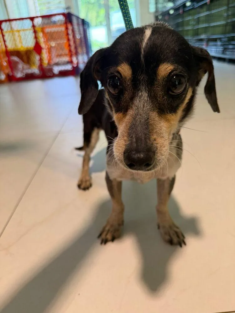 A young small-sized male Brown / Chocolate Chihuahua dog named Collins for adoption in Manhattan, NY