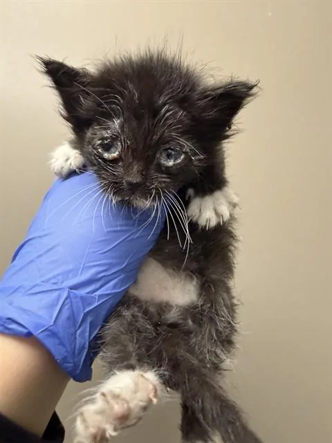 A baby small-sized female Domestic Short Hair cat named Cleo for adoption in Ontario, CA