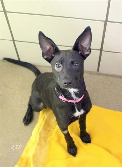 A baby small-sized female Pit Bull Terrier dog named Freida for adoption in Fort Wayne, IN