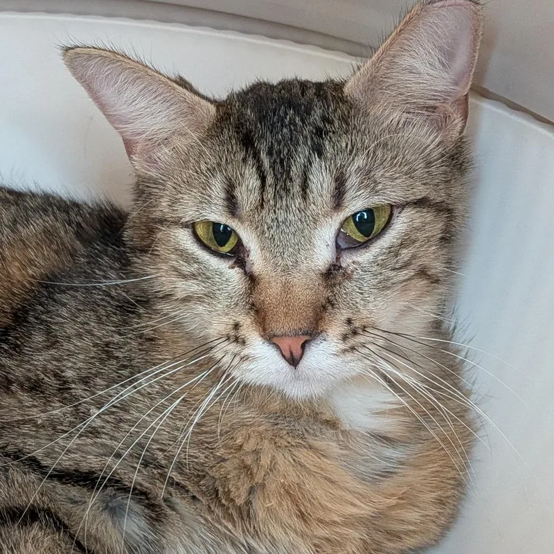 A young medium-sized female Brown / Chocolate Domestic Short Hair cat named Molly for adoption in Lakewood, CO