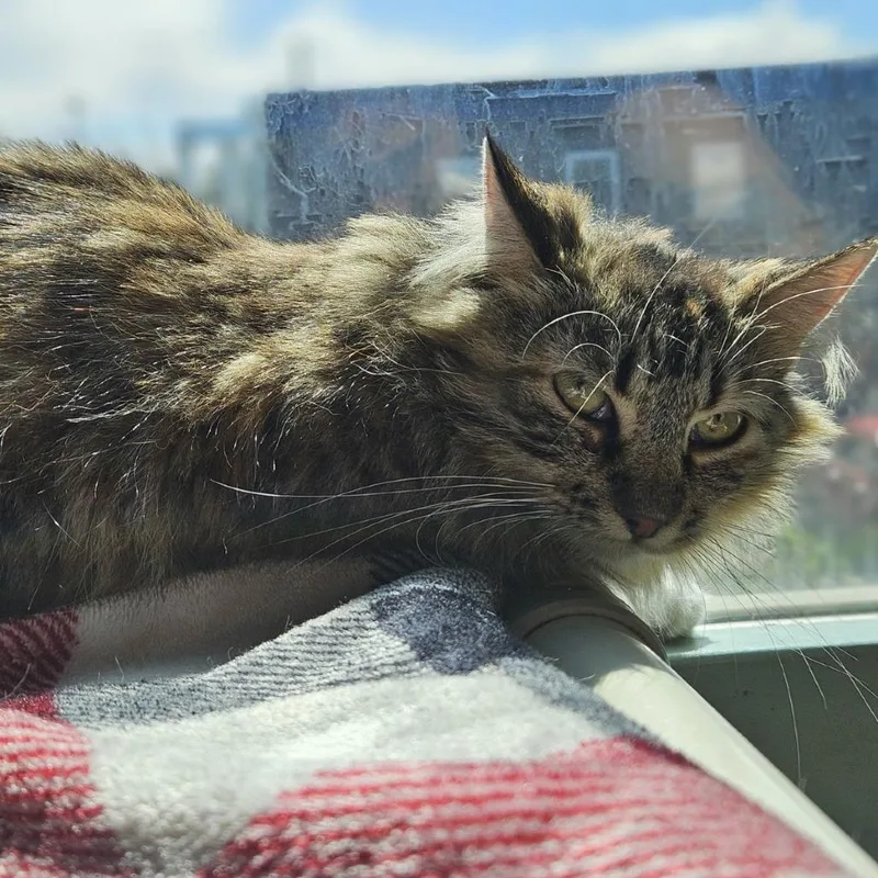 A young medium-sized female Torbie Domestic Medium Hair cat named Coco for adoption in Lakewood, CO
