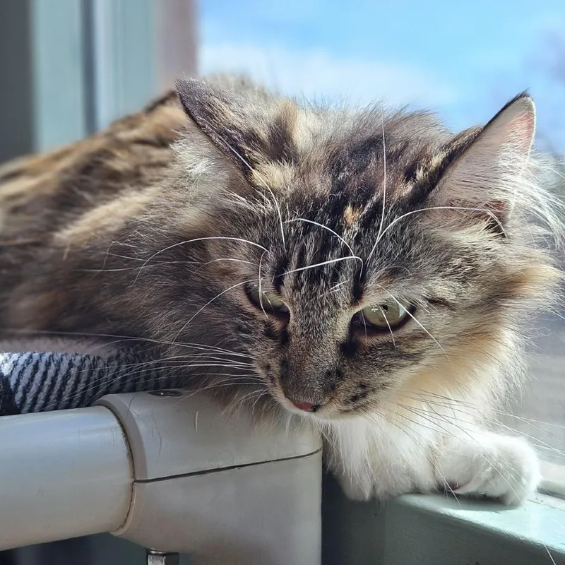 Coco thumbnail 2