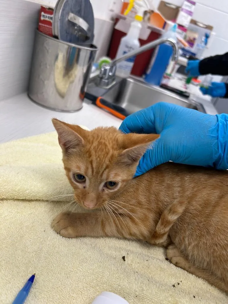 A baby large-sized male Domestic Short Hair cat named Murphy for adoption in Oxford, NC