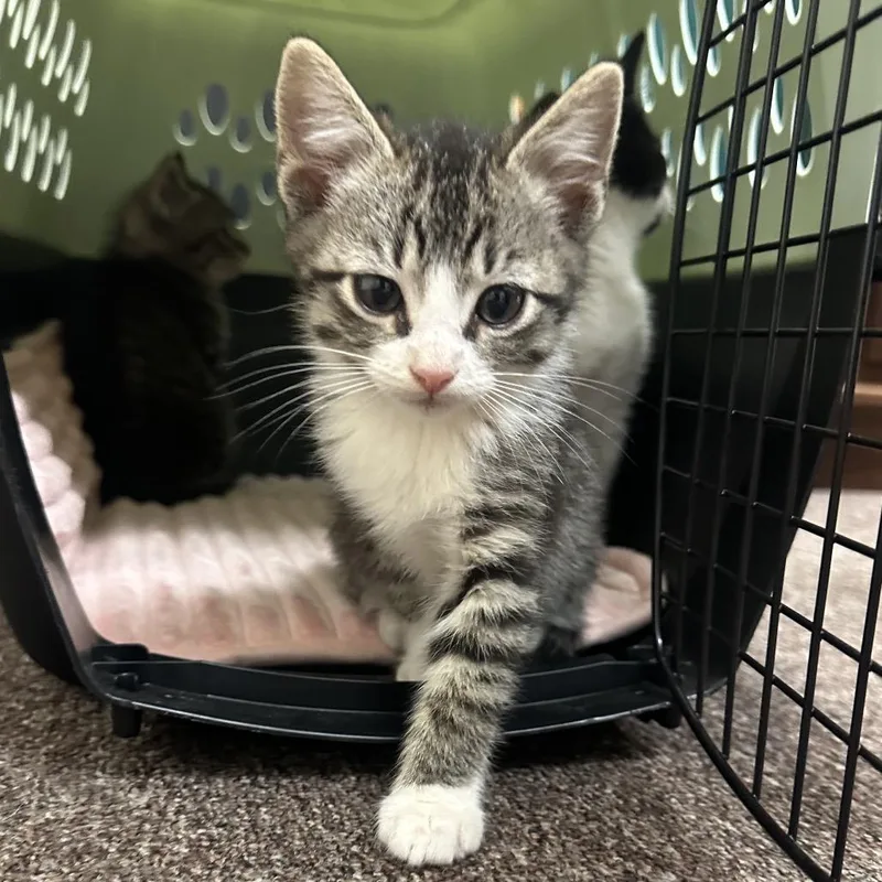 A baby small-sized female Brown / Chocolate Domestic Short Hair cat named Penny F for adoption in Oklahoma City, OK