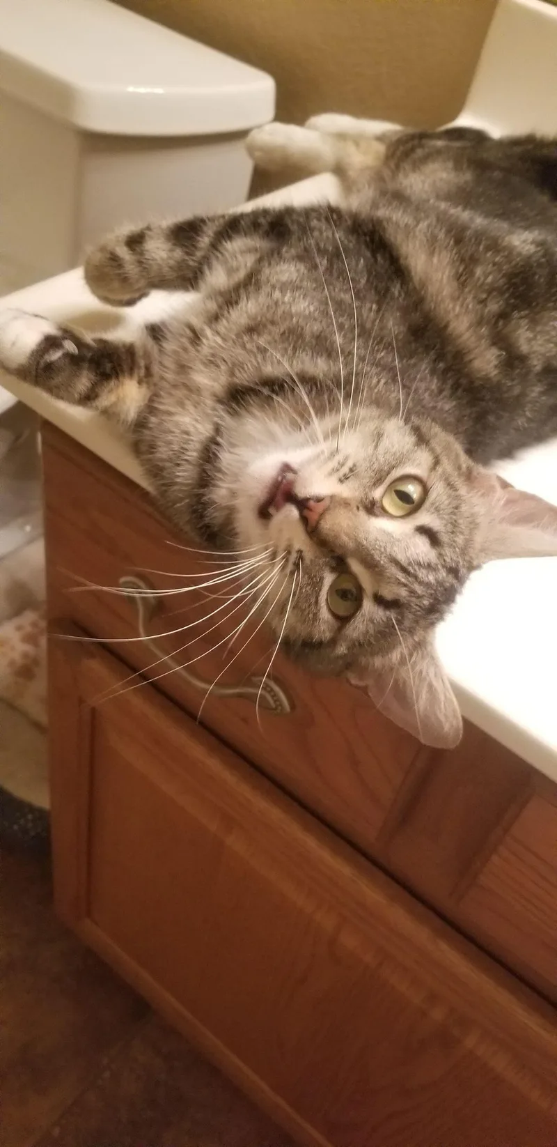 An adult medium-sized female Tabby (Buff / Tan / Fawn) American Shorthair cat named Mercedes for adoption in Glendale, AZ