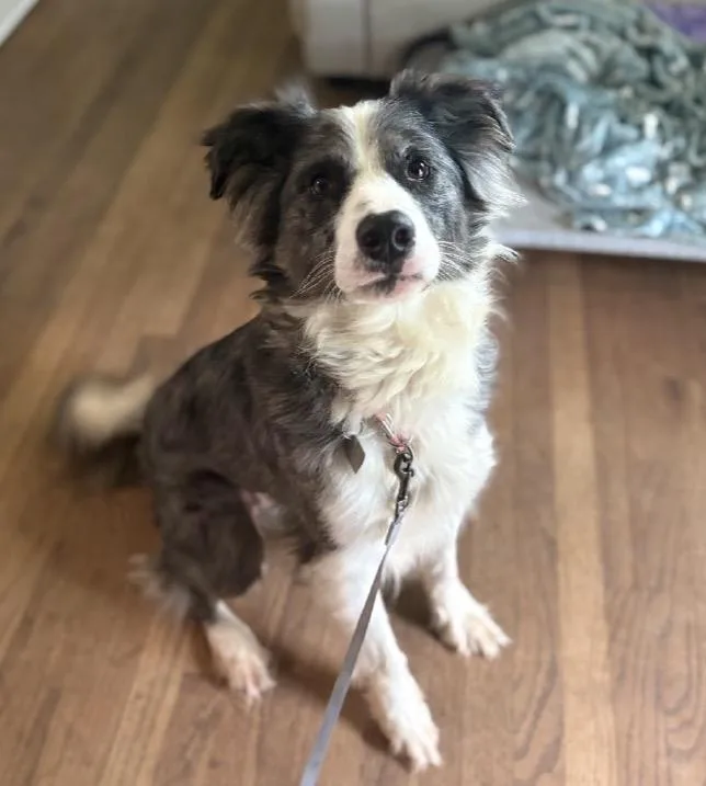 An adult medium-sized female Australian Shepherd dog named Gemini for adoption in Scottsburg, IN