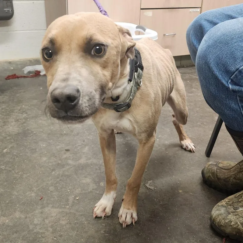 An adult medium-sized male Yellow / Tan / Blond / Fawn Mixed Breed dog named Dante for adoption in Evensville, TN