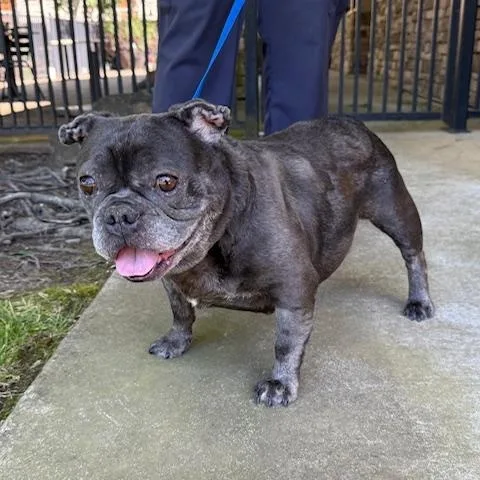 An adult medium-sized female French Bulldog dog named Queenie for adoption
