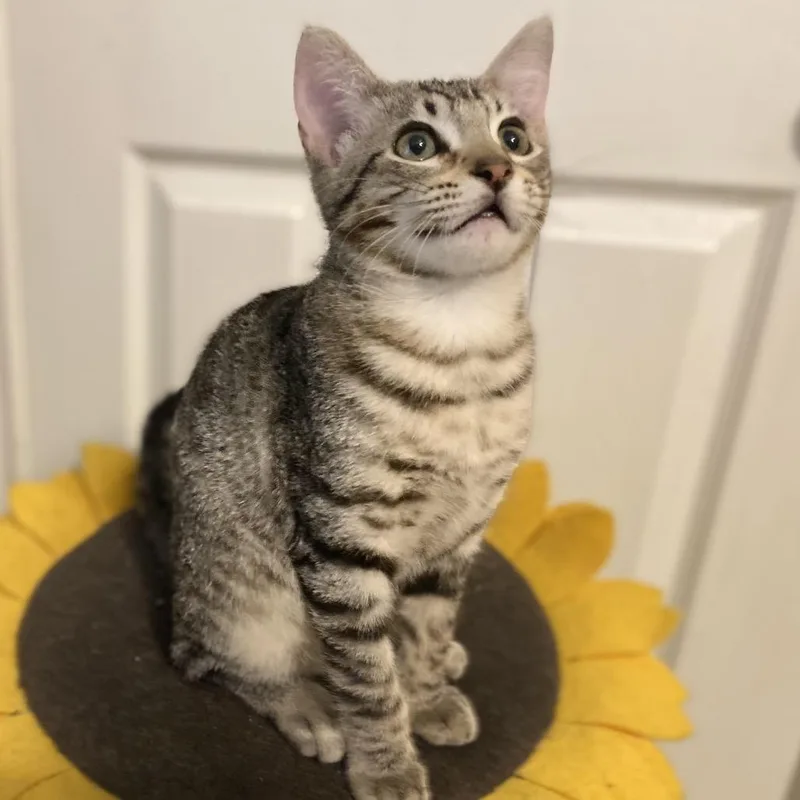 A baby small-sized male Gray / Blue / Silver Domestic Short Hair cat named Cloudy for adoption in Bulverde, TX