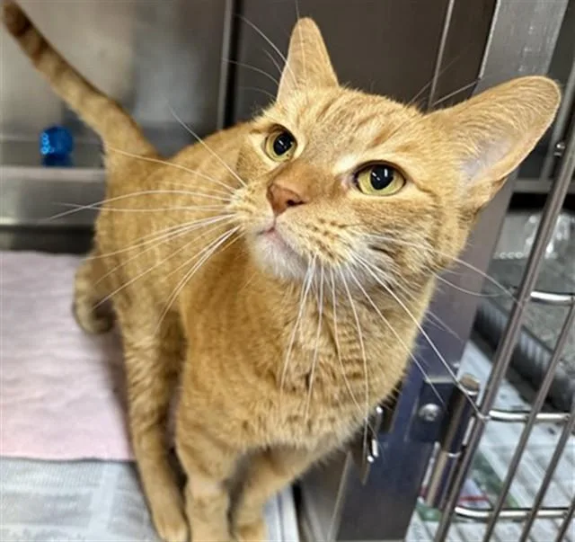 A young medium-sized female Domestic Short Hair cat named Winslow for adoption in Aurora, IL