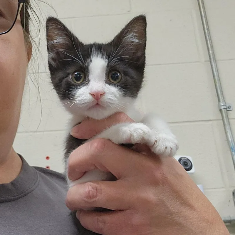 A baby small-sized male Black Domestic Short Hair cat named Pawbert for adoption in Grand Rapids, MI