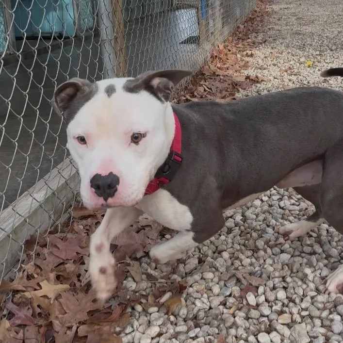 Kane  Surrendered Because