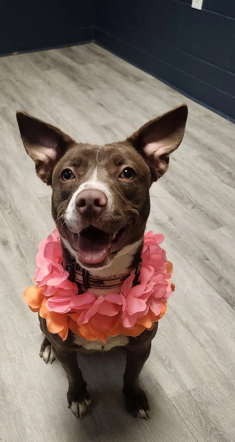 Lady Glitter Sparkles