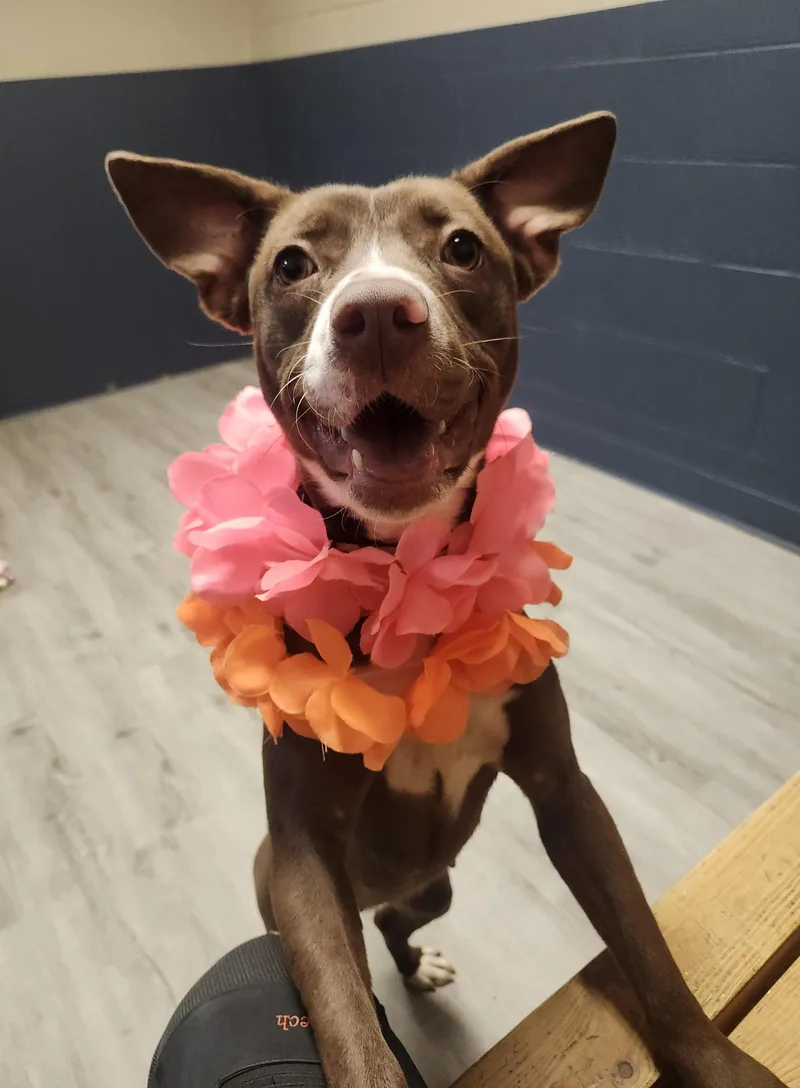 Lady Glitter Sparkles thumbnail 2