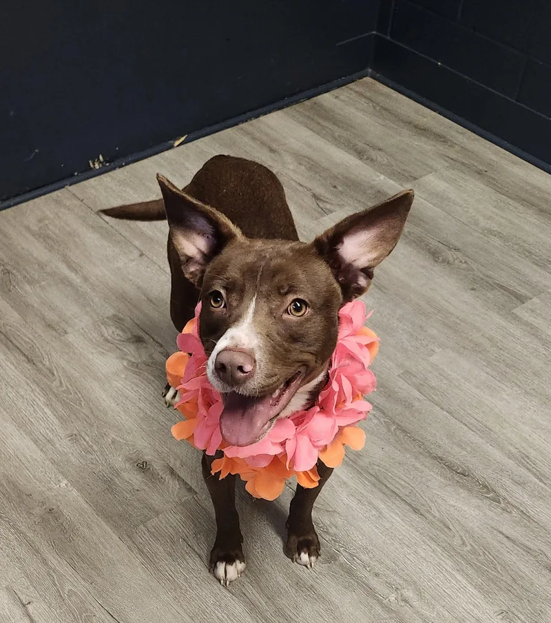 Lady Glitter Sparkles thumbnail 3