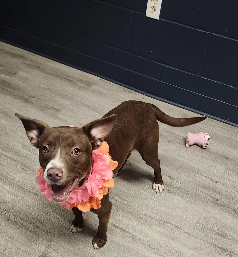 Lady Glitter Sparkles thumbnail 4