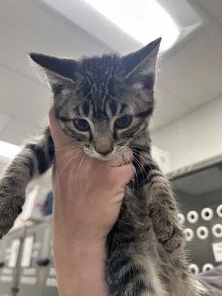 A baby medium-sized male Domestic Short Hair cat named Et for adoption in West Chester, PA