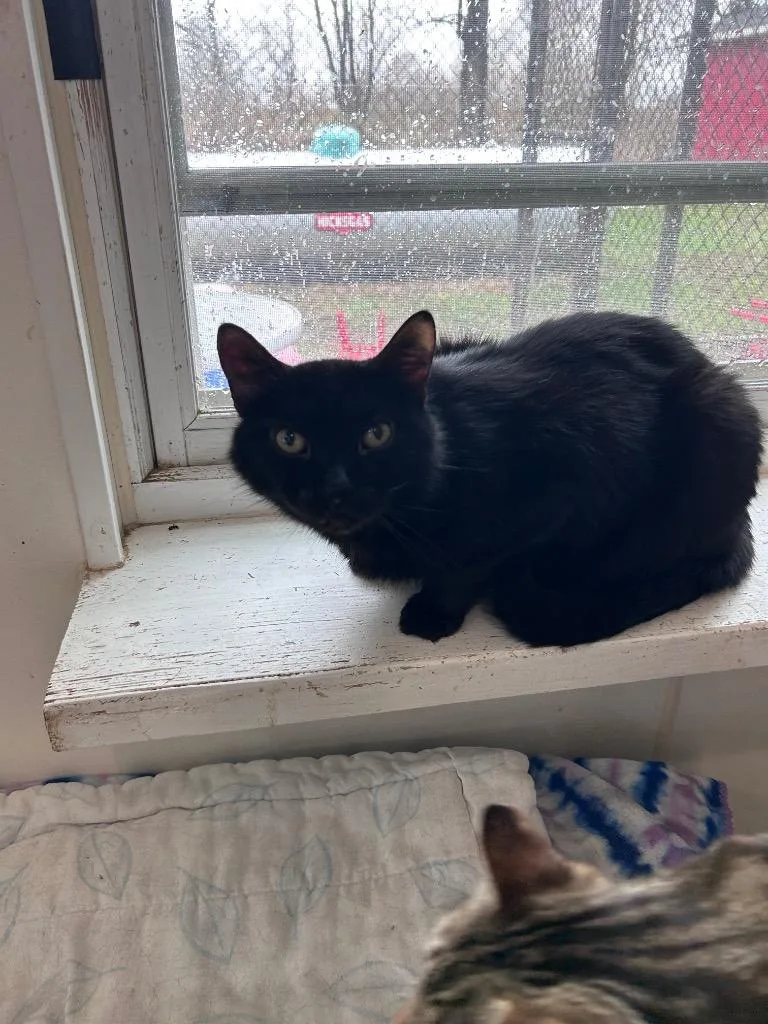 A senior large-sized male Domestic Short Hair cat named Flip for adoption in Bourbonnais, IL