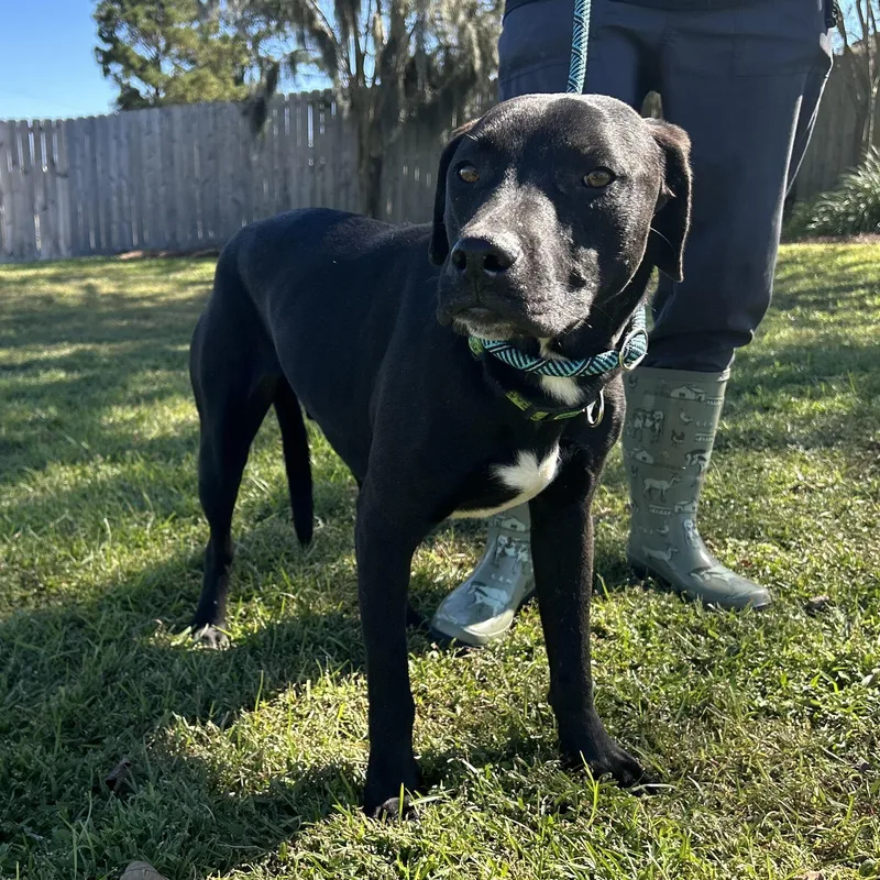 A young medium-sized male Black Labrador Retriever dog named Bandit for adoption in Valdosta, GA