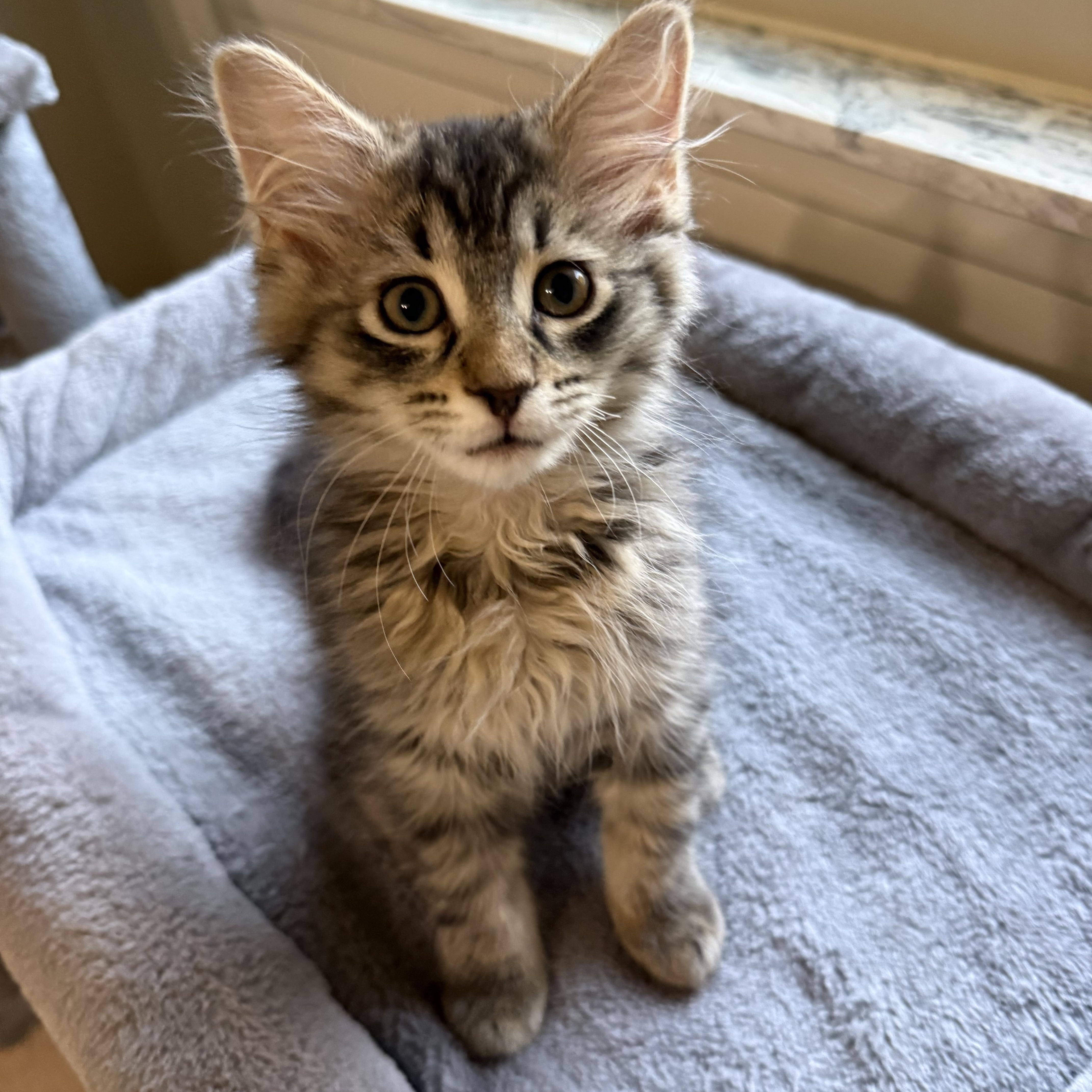 A baby medium-sized female Tabby (Tiger Striped) Domestic Long Hair cat named Sofia for adoption in South Lyon, MI