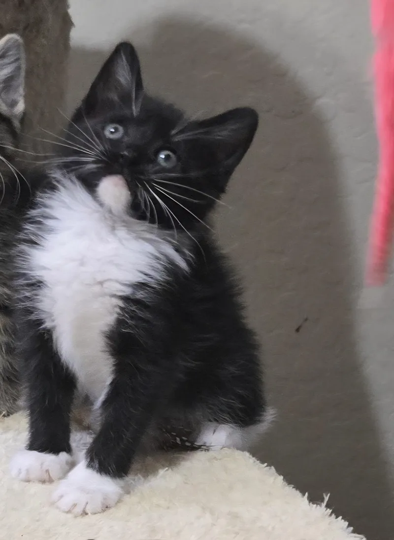 A baby small-sized female Black & White / Tuxedo Tuxedo cat named Feyre for adoption in Mesa, AZ