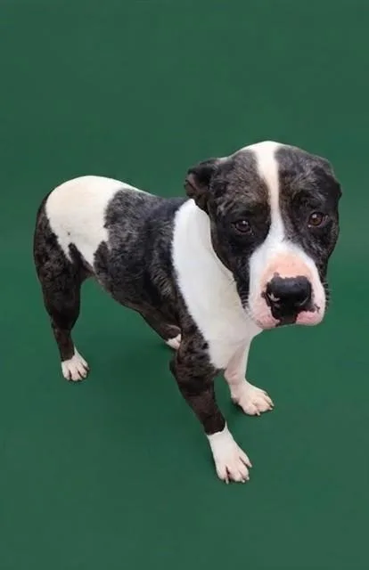 An adult medium-sized male Mixed Breed dog named Percy Jackson for adoption in Jacksonville, FL