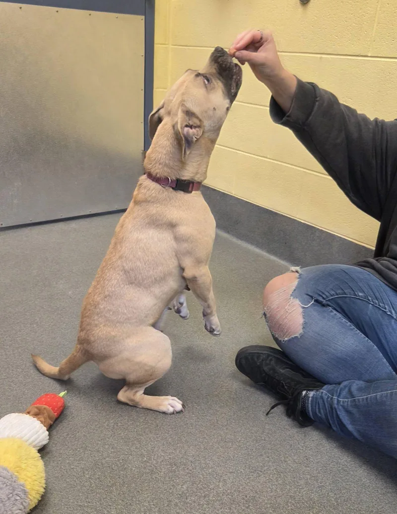 An adult medium-sized female American Bully dog named Zora for adoption in Amherst, VA