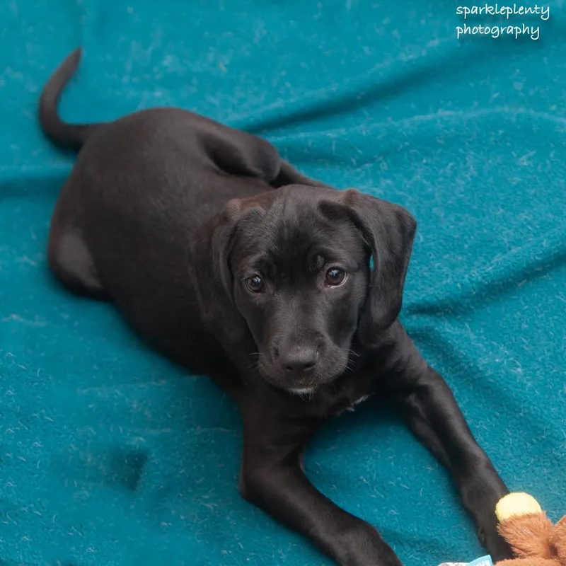 A baby medium-sized female Black Mixed Breed dog named Mabel for adoption in Ridgefield, CT
