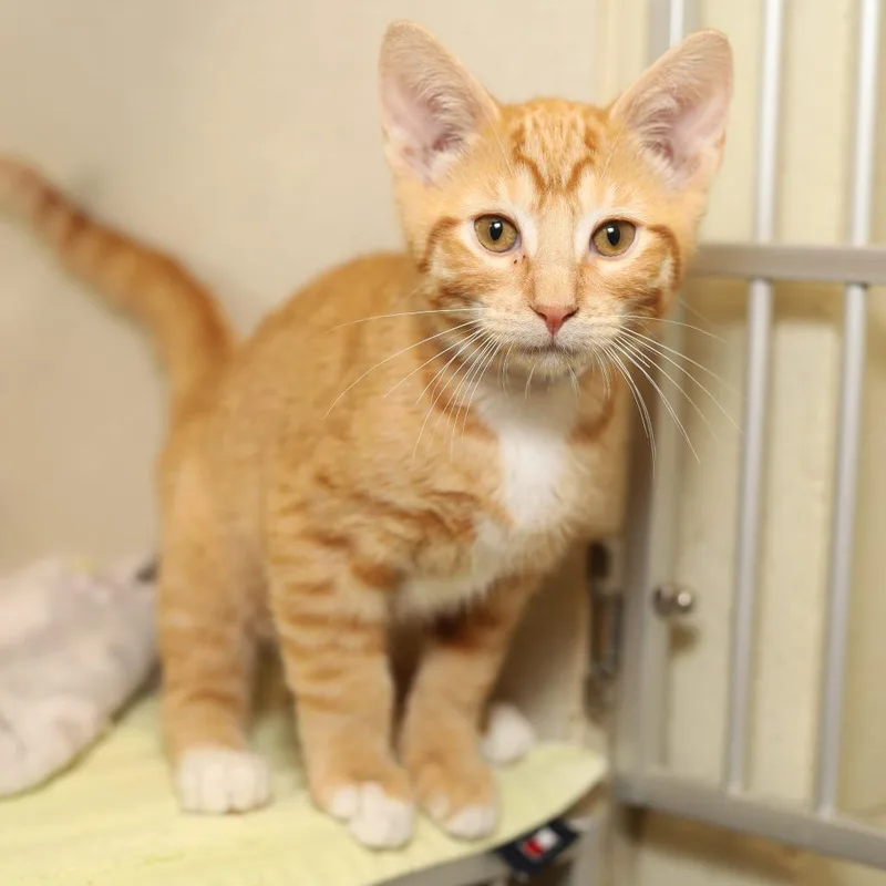 A baby small-sized male Orange / Red Domestic Short Hair cat named Toby for adoption in Evansville, IN