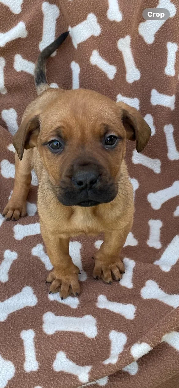 A baby extra large-sized female Yellow / Tan / Blond / Fawn Bull Terrier dog named Nova for adoption in Lincoln University, PA