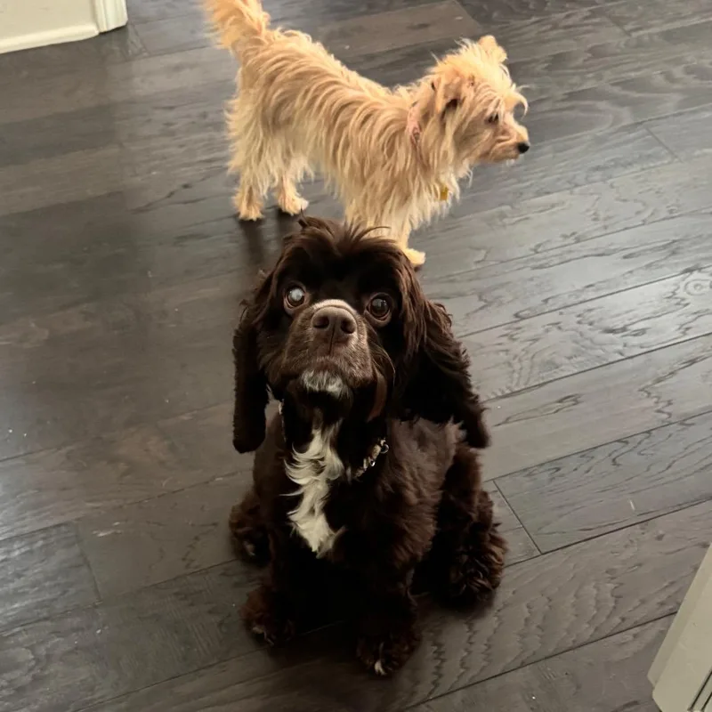 An adult small-sized female Brown / Chocolate Cocker Spaniel dog named Hilary for adoption in Austell, GA