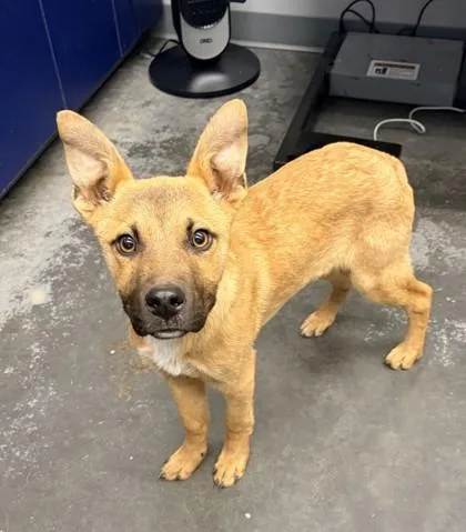 An adult medium-sized male Shepherd dog named B Rodrick for adoption in North Charleston, SC