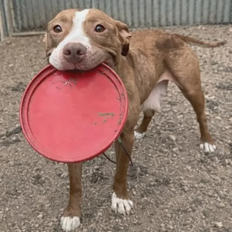 An adult medium-sized female Red / Chestnut / Orange Pit Bull Terrier dog named Nilla Wafer for adoption in Austin, TX