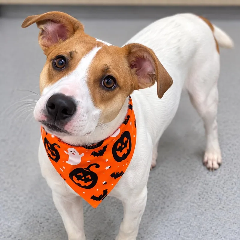 A young medium-sized female White / Cream Hound dog named Sarah for adoption in Griswold, CT