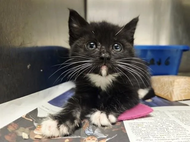 A baby small-sized male Domestic Short Hair cat named Wemby for adoption in Martinez, CA