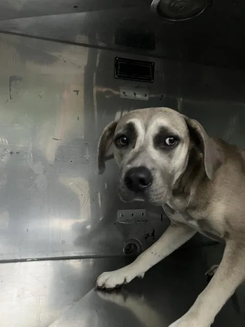 A young medium-sized female Mixed Breed dog named Frannie for adoption in Dallas, TX