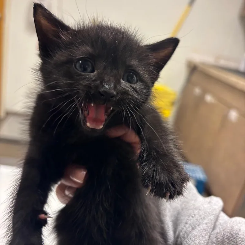 A baby small-sized female Black Domestic Short Hair cat named Chicki for adoption in Ottawa, KS