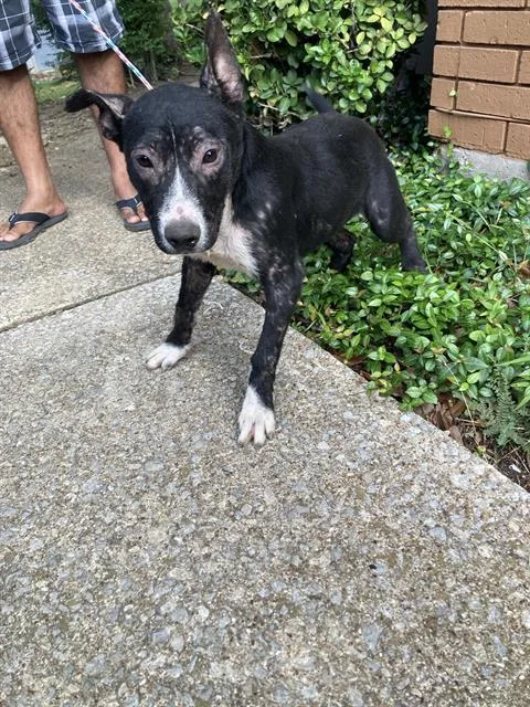 A young large-sized female Mixed Breed dog named Princess for adoption in Dallas, TX