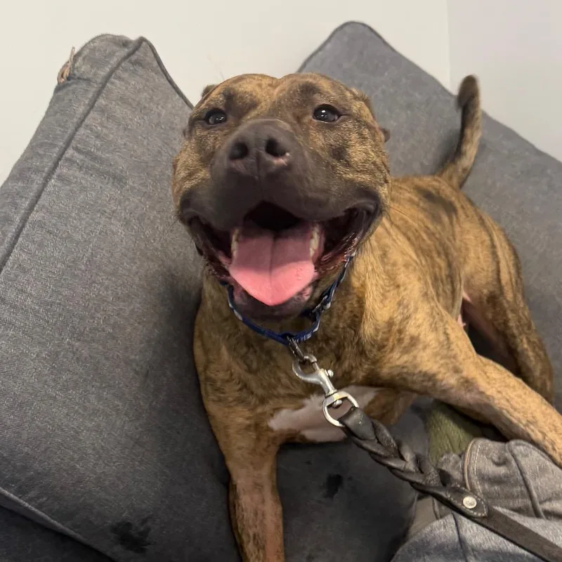 An adult large-sized male Pit Bull Terrier dog named Clooney for adoption in Hampton Bays, NY