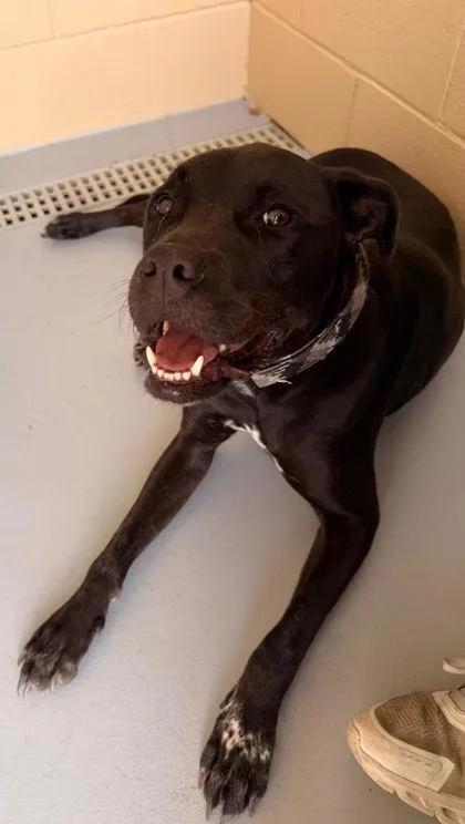 An adult large-sized male Boxer dog named Bucky for adoption in Harlingen, TX