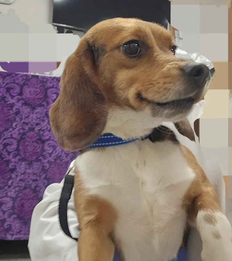 A young small-sized male Bicolor Beagle dog named Acorn  Coming Soon for adoption in Grayslake, IL