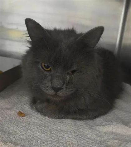 An adult medium-sized male Gray / Blue / Silver Domestic Long Hair cat named Smoky for adoption in El Paso, TX
