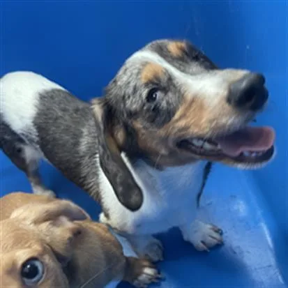A young small-sized female Dachshund dog named Misty for adoption in Dallas, TX