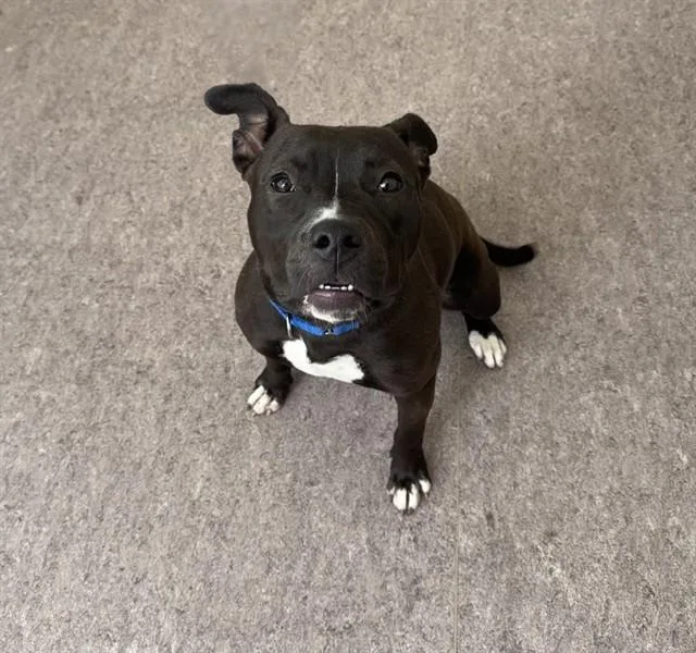 A young medium-sized female Pit Bull Terrier dog named Watson for adoption in Saint Louis, MO