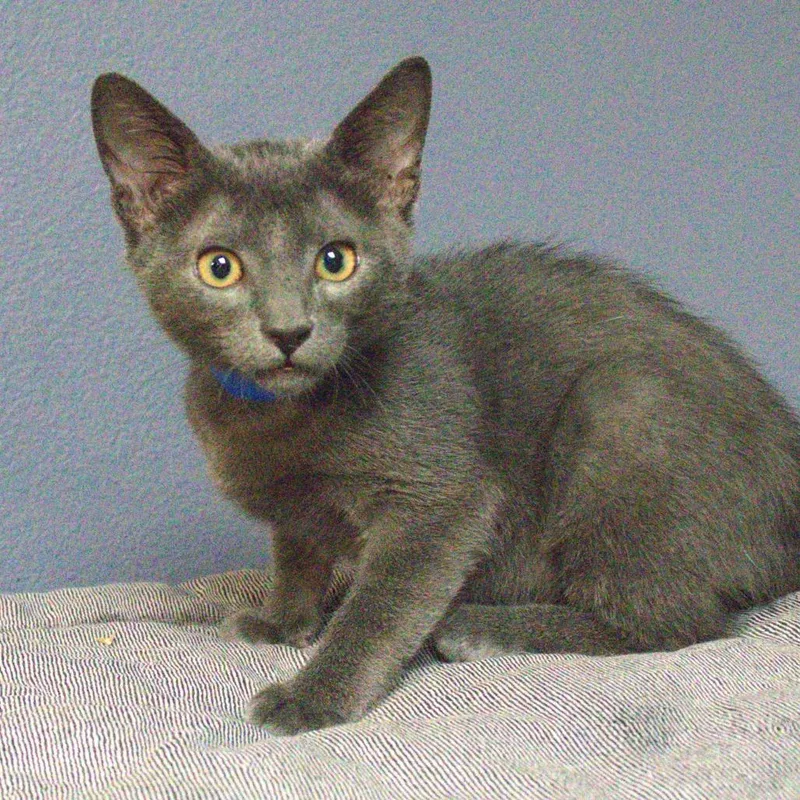 A baby small-sized male Gray / Blue / Silver Domestic Short Hair cat named Ritz for adoption in Lakeland, FL