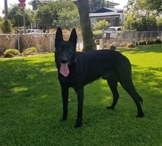 An adult medium-sized male Belgian Shepherd / Malinois dog named Vader for adoption in Santa Monica, CA
