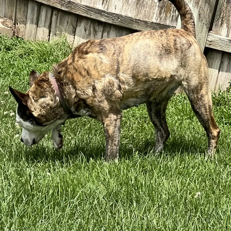 Freya
