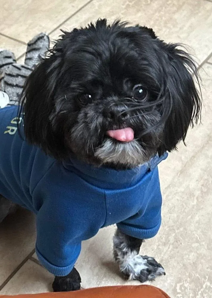 An adult small-sized male Black Shih Tzu dog named Teddy Bear for adoption in Aurora, CO