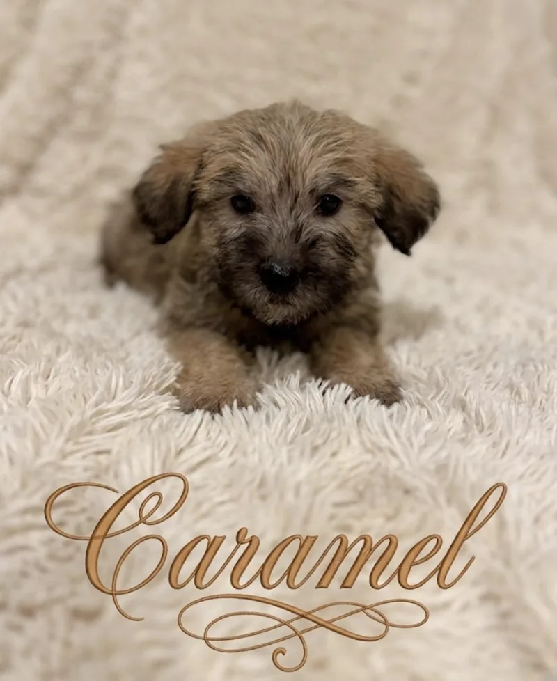 A baby large-sized male Goldendoodle dog named Carmel for adoption in Iron Ridge, WI